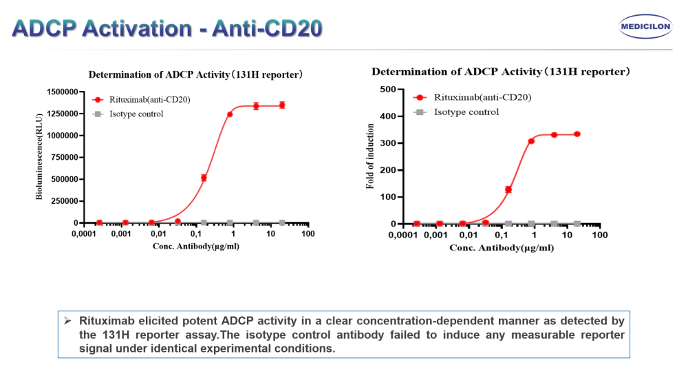 ADCP（抗体依赖的细胞介导的吞噬作用）.webp
